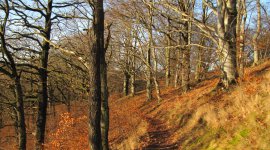 Allrode im Herbst
