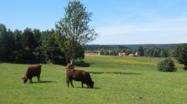 Allrode im Sommer