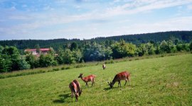 Allrode im Sommer