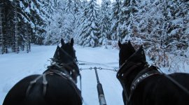 Impressionen aus dem Harz